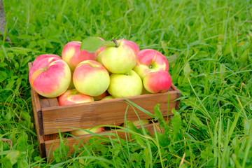 harvest of ripe apples in a wooden vintage box on the grass