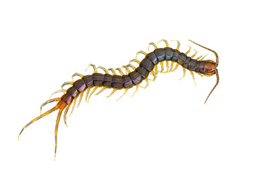 The top view of Centipede isolated on white background and clipping path. Poisonous insects.