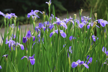 Obraz na płótnie Canvas Iris flowers,beautiful view of purple with yellow flowers blooming in the garden in spring
