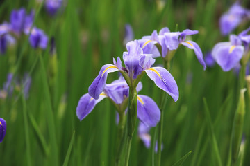 Iris flowers,beautiful view of purple with yellow flowers blooming in the garden in spring