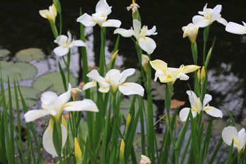 Ginger lily(Butterfly ginger,Butterfly lily,Garland flower),beautiful white with yellow flowers blooming in the garden in spring