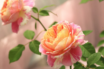 Pink with yellow roses,beautiful view of pink with yellow roses blooming in the garden 