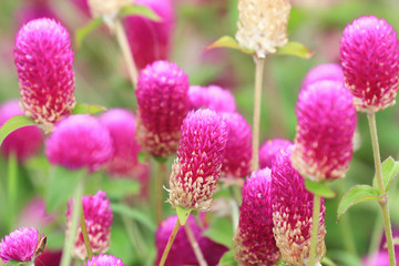 Bachelor's Button(Globeamaranth) flowers,beautiful view of peach flowers blooming in the garden