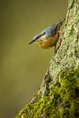 Eurasian nuthatch in the natural environment, close up, wildlife, Sitta europaea, Europe