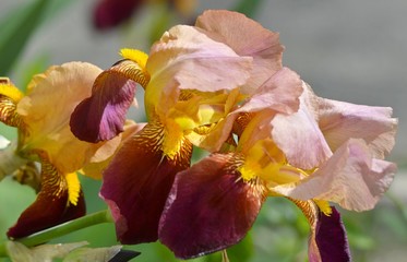 Irises in the flowerbed.