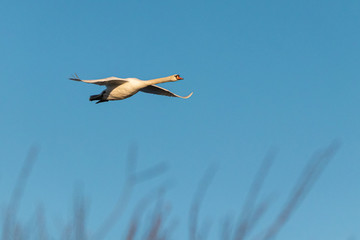 Flighting swan