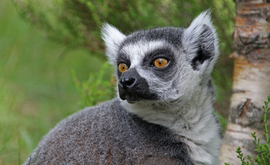 Portrait of a Lemur