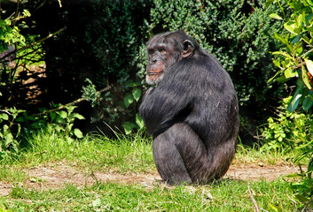 Chimpanzee Posing as Lonely
