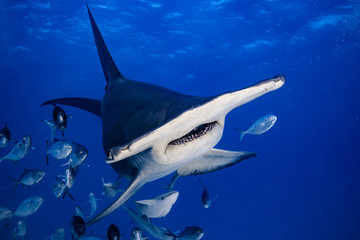 Great Hammerhead diving in the Bahamas
