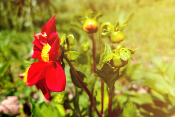 Obraz na płótnie Canvas Beautiful red flowers in the garden on a sunny day.