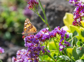 The butterfly on a flower in sunlight