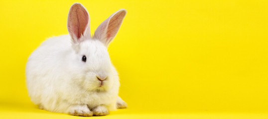 a small white rabbit on a pastel yellow background, an Easter Bunny for Easter.