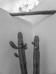 cactus in black and white against a wall
