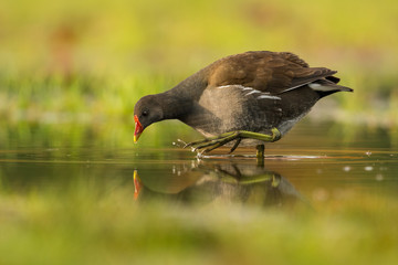 Common moorhen, wildlife, natural environment, close up, detail, Gallinula chloropus