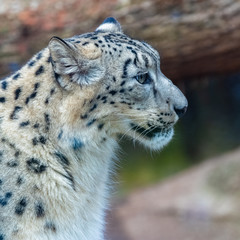 A snow leopard, Panthera uncia, portrait