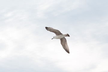 Seagull flies on background of blue sky with clouds