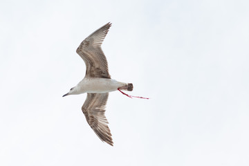 Seagull flies on background of blue sky with clouds
