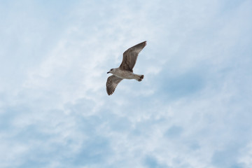 Seagull flies on background of blue sky with clouds