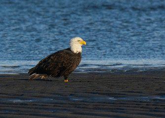 Bald Eagle Resting Along the Shoreline