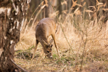 Roe deer, (Capreolus, capreolus) stands  and graze on mountain meadow. In the background is a pine forest. Wildlife scenery