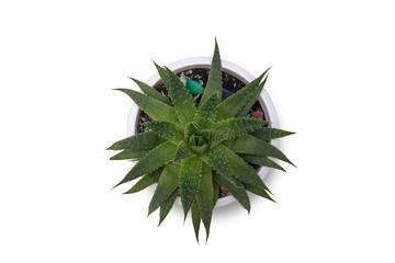 Small cactus isolated on white background. Succulents and aloe in colorful white pot.