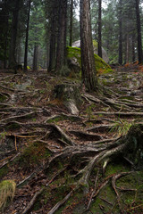 Fototapeta premium Old pine trees roots in the path through the lost woods, UNESCO World Heritage Geres National Park, Portugal.