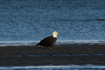 Bald Eagle Resting Along the Shoreline