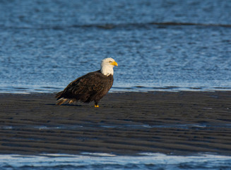 Bald Eagle Resting Along the Shoreline