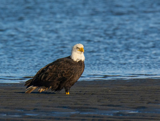 Bald Eagle Resting Along the Shoreline