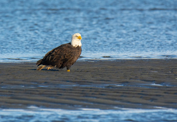 Bald Eagle Resting Along the Shoreline