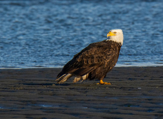 Bald Eagle Resting Along the Shoreline