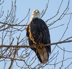 Bald Eagle Resting Along the Shoreline