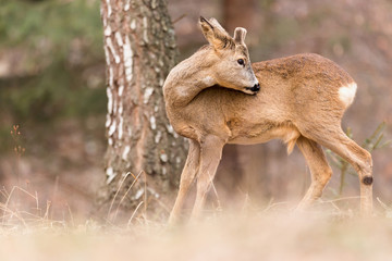 Roe deer, (Capreolus, capreolus) stands  in a pine forest and he cleans the fur by licking. Wildlife scenery.