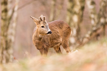 Roe deer, (Capreolus, capreolus) stands on a mountain meadow. In the background is a pine forest. Wildlife scenery