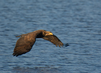 Bald Eagle Flying Along the Coast