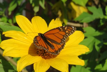 Monarch butterfly on yellow flower in Florida nature, closeup