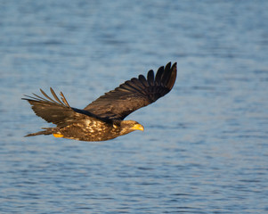Bald Eagle Flying Along the Coast