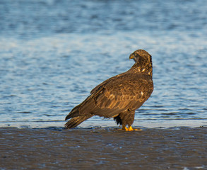 Bald Eagle Resting Along the Shoreline