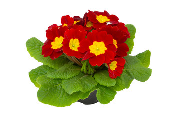 Red primula polyanthus flowers with white background 