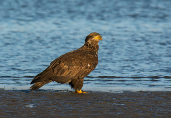Bald Eagle Resting Along the Shoreline