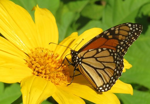 Monarch butterfly on yellow flower in Florida nature 