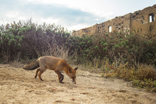 Volpe bilder Bla gjennom 2,361 arkivbilder, vektorer og videoer