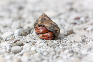 Einsieder Krebs, Krabbe im Detail auf weißen Sand am Strand