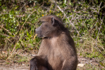 Baboon Sitting along the road