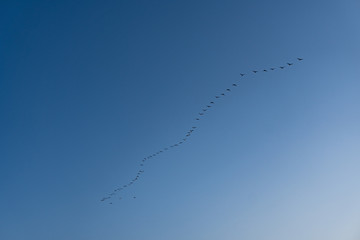 A group of birds flying in the blue sky