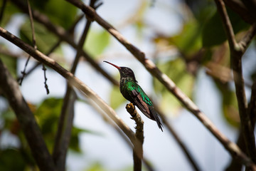 Wimpelschwanz Kolibri in freier Natur sitzt auf einem Ast. Er ist das Nationaltier von Jamaika