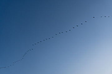 A group of birds flying in the blue sky