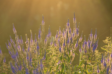 blue flowers in morning dew lit by the rays of the sun