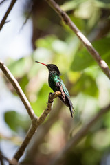 Wimpelschwanz Kolibri in freier Natur sitzt auf einem Ast. Er ist das Nationaltier von Jamaika