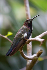 Fototapeta na wymiar Jamaika Mango Kolibri in freier Natur sitzt auf einem Ast
